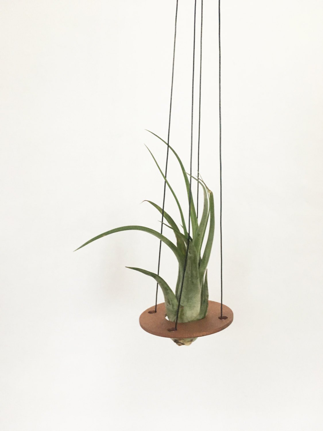 Savvie Studio - Air Plant Hanger >> Minimal Design >> Copper >> Plant Included